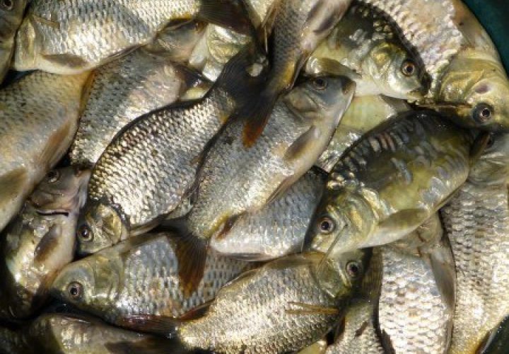 Fish from the fish ponds