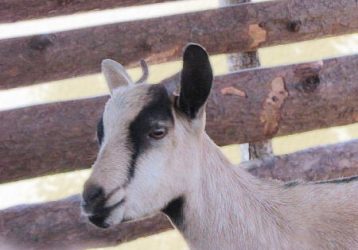One of the farm goats